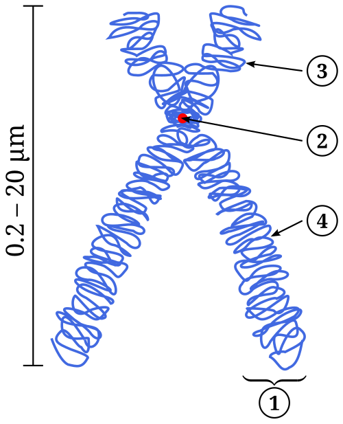 Fayl:Chromosome.svg