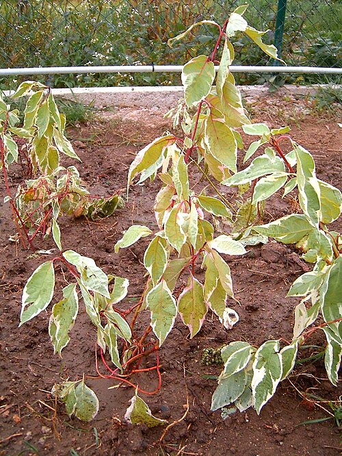 Fayl:Cornus9389.JPG