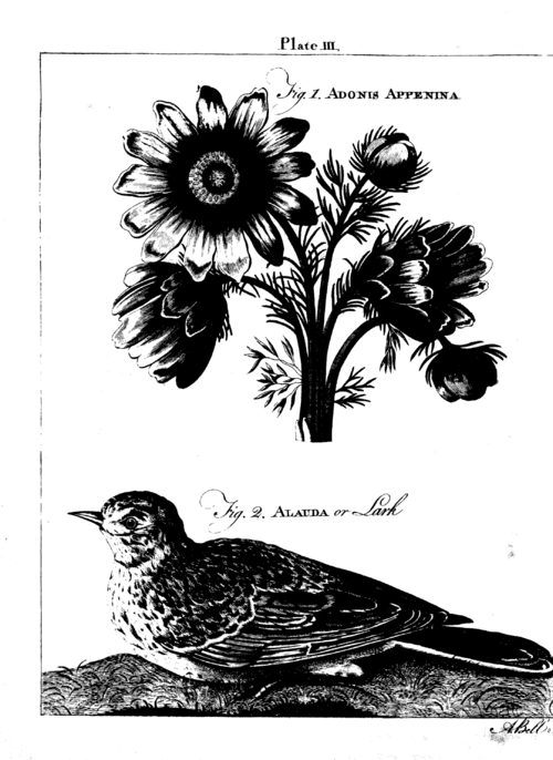 Fayl:EB1 Plate 003 lark flower.gif