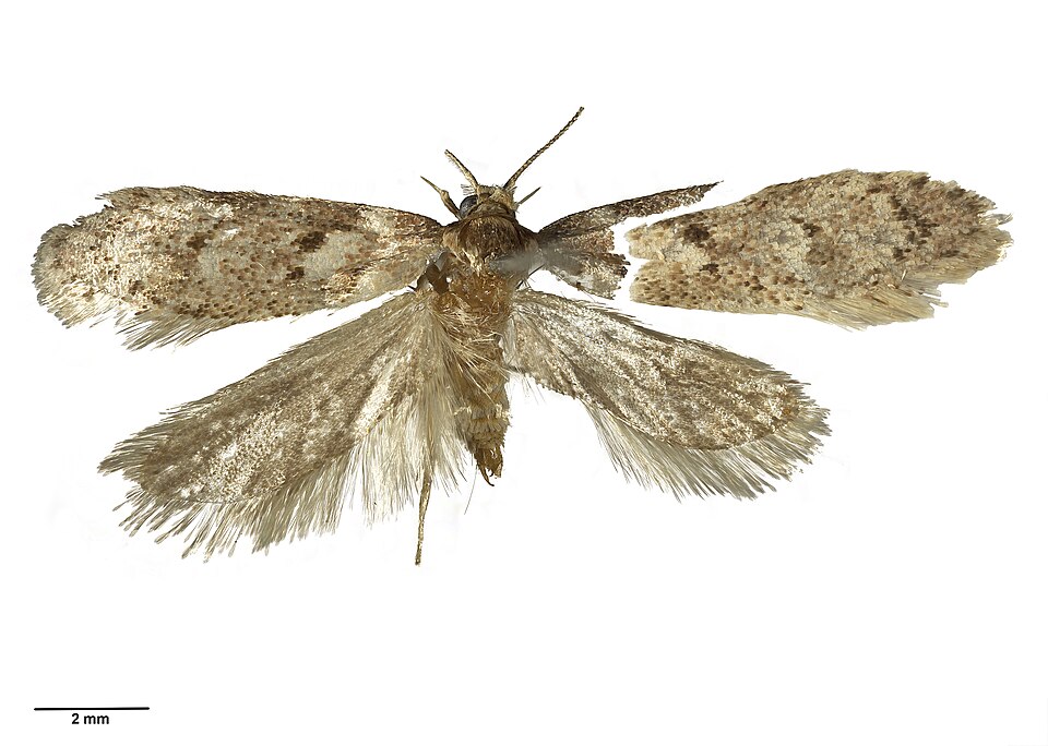 Fayl:Leptocroca lenita AMNZ21774.jpg