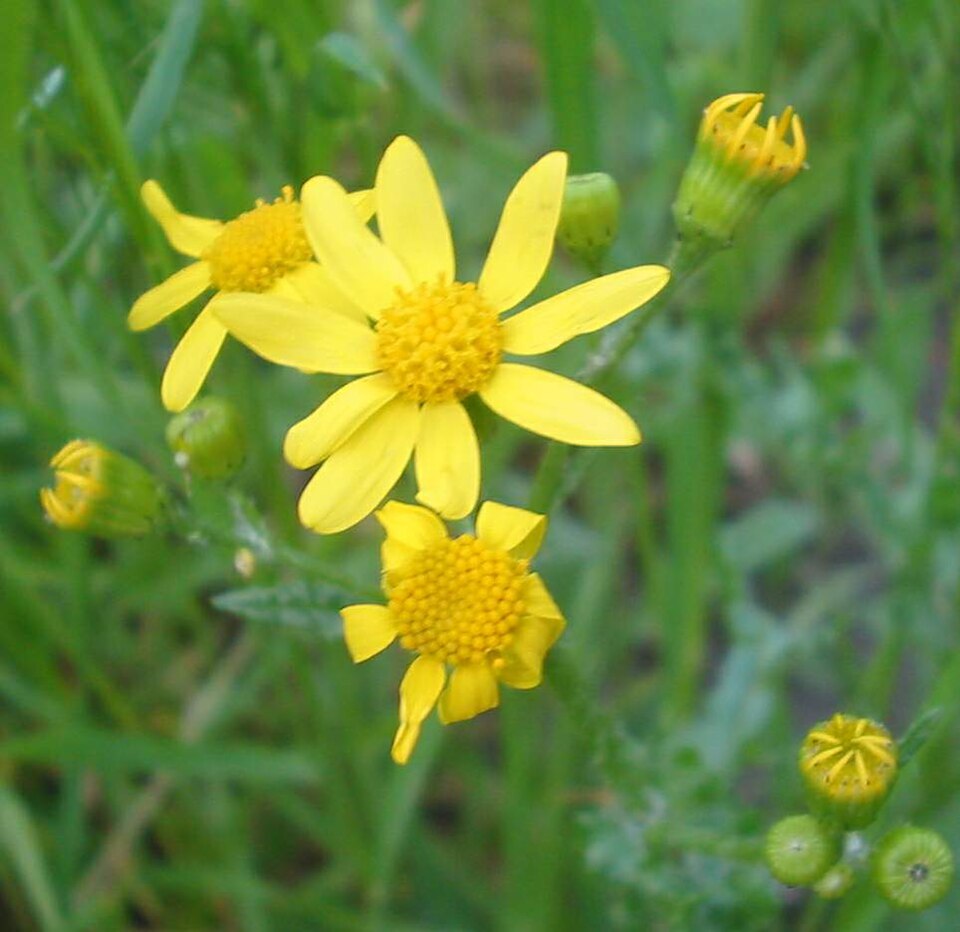 Fayl:Senecio vernalis-Romania.jpg