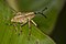 Molytinae