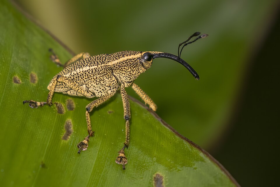 Fayl:Weevil (Cholus cinctus) Anton Valley.jpg