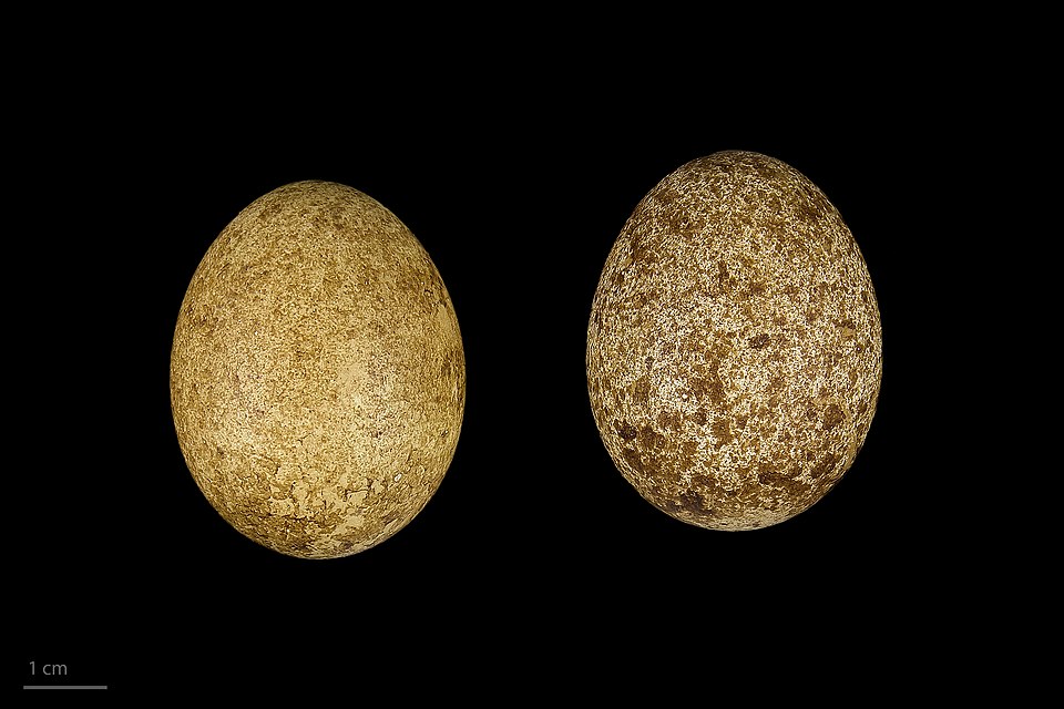 Fayl:Falco subbuteo MHNT.ZOO.2010.11.105.6.jpg