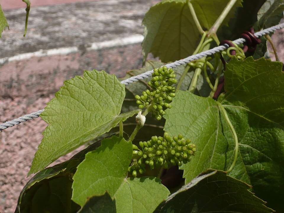 Fayl:GrapesBuds.JPG