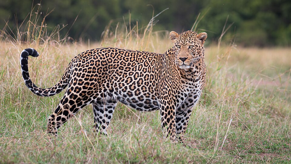 Fayl:Male leopard - Mara.jpg