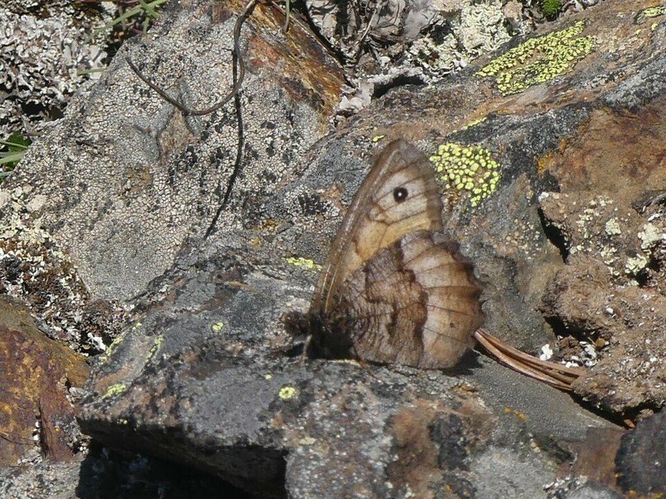 Fayl:Oeneis macounii.jpg