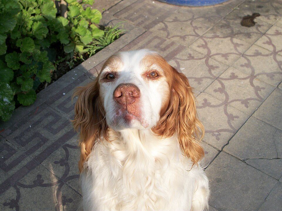 Fayl:Perro breton.jpg