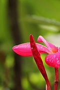 Xitoyda Plumeria rubra