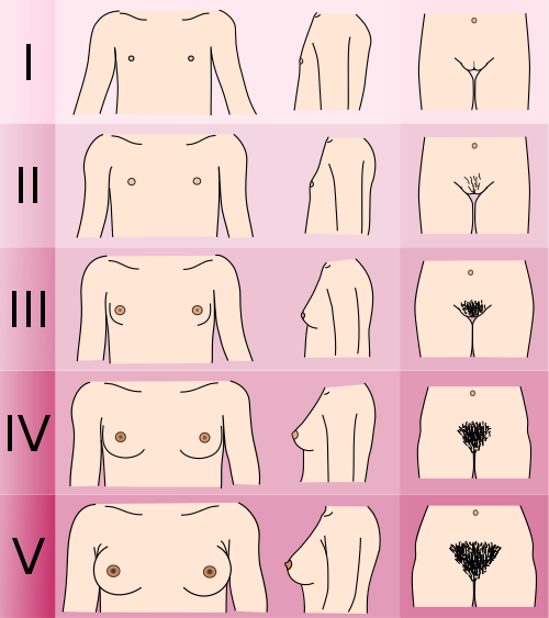 Fayl:Tanner scale-female.svg