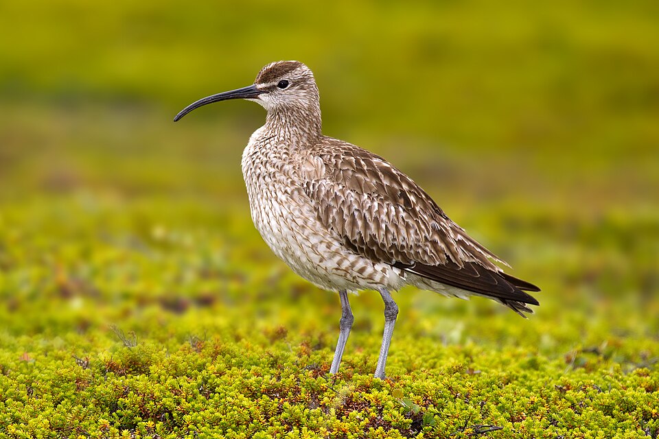 Fayl:Whimbrel Numenius phaeopus.jpg