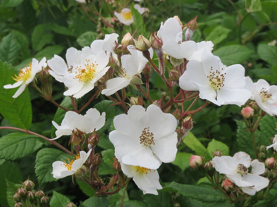 Fayl:20140509Rosa multiflora04.jpg