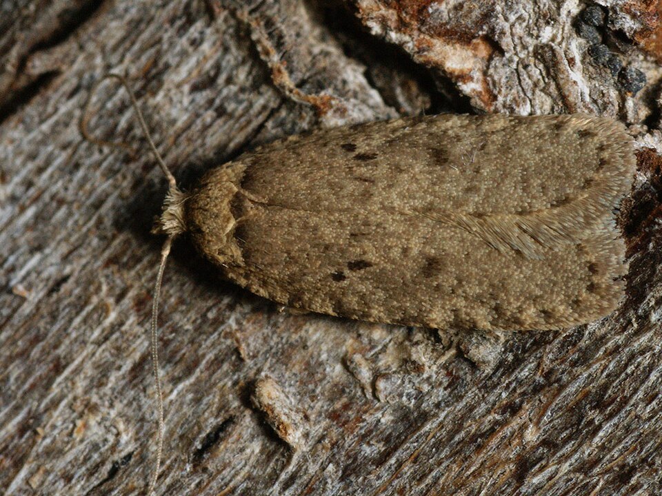 Fayl:Agonopterix curvipunctosa (25983169807).jpg