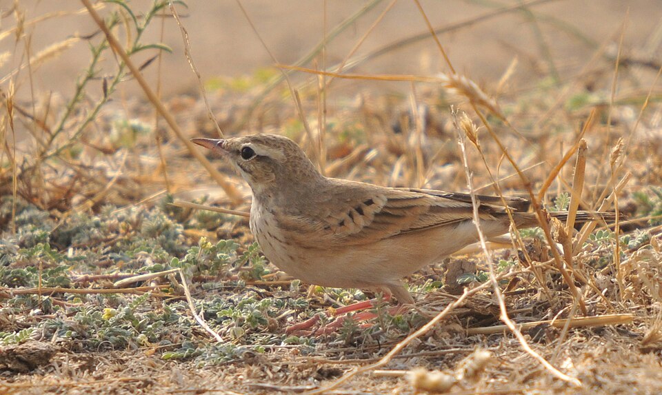 Fayl:Anthus campestris-3.jpg