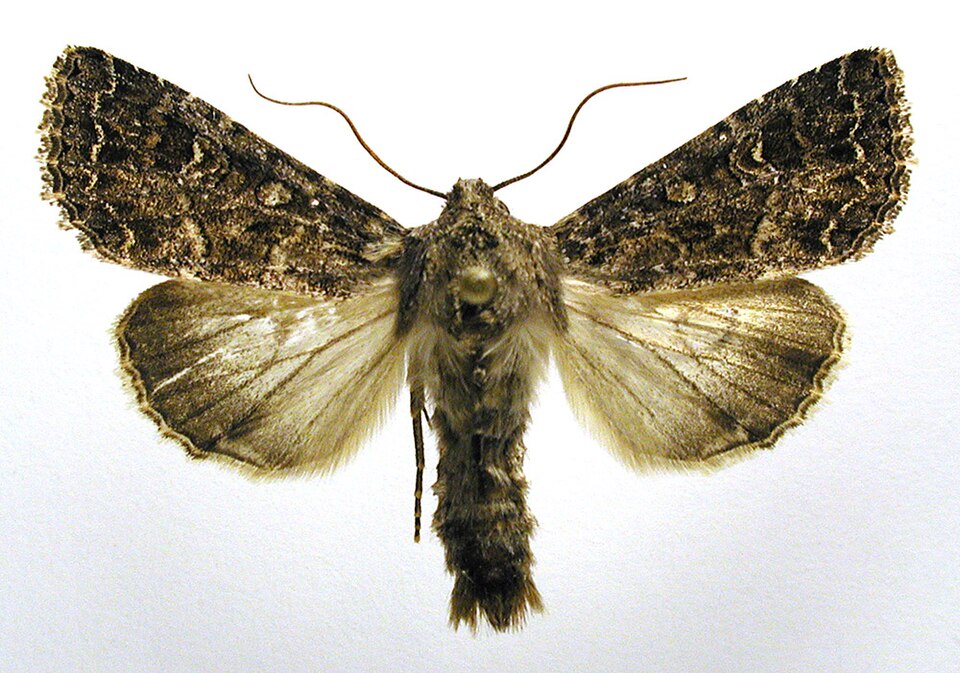 Fayl:Apamea furva.jpg