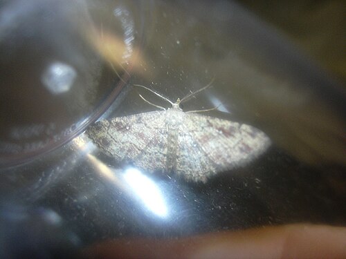 Cyclophora nanaria