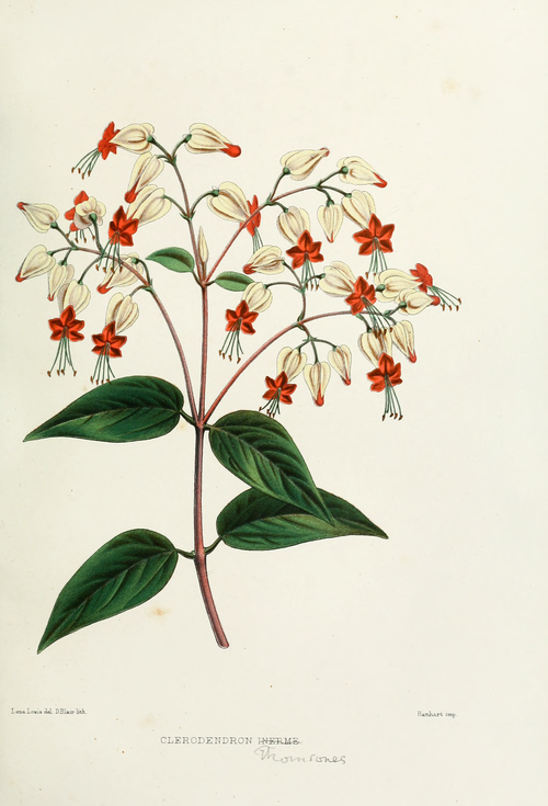 Fayl:Flower-clerodendron.png