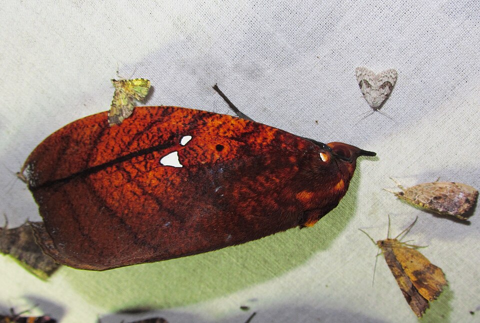 Fayl:Gloriana ornata.jpg