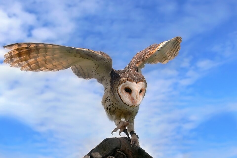 Fayl:Masked owl landing.jpg