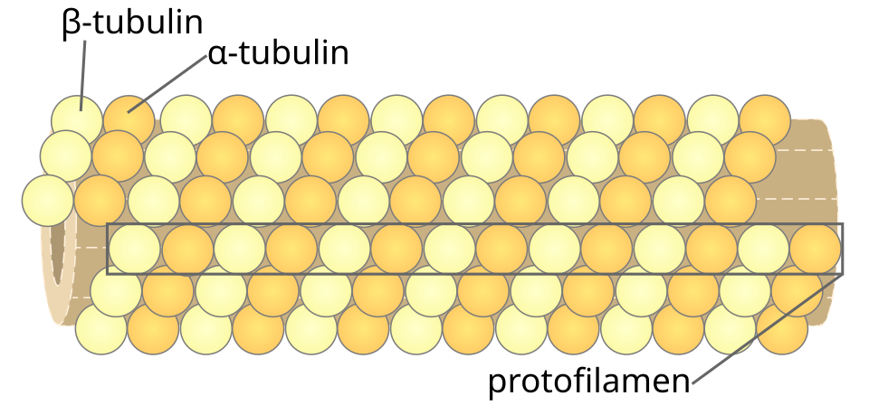 Fayl:Microtubule id.svg