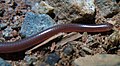 Myriopholis tip turi; uzun dumli ip ilon (M. longicauda)