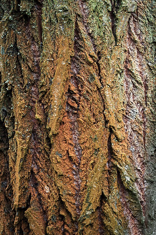 Fayl:Oak bark.jpg