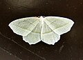 Campaea perlata