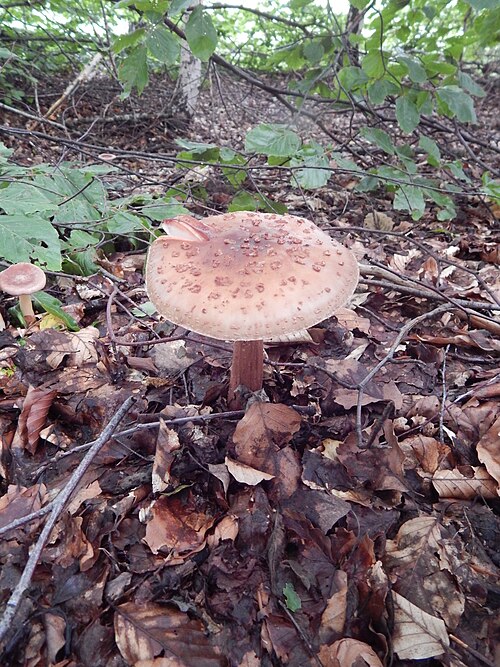 Fayl:Amanita rubescens 333.jpg