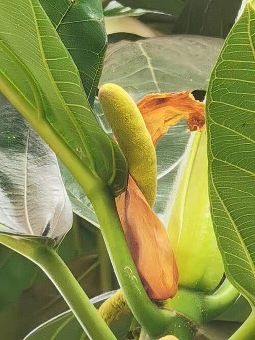 Fayl:Artocarpus altilis 麵包樹 20210412100900 01.jpg