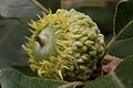 Quercus macrocarpa