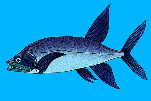 Cooyoo australis