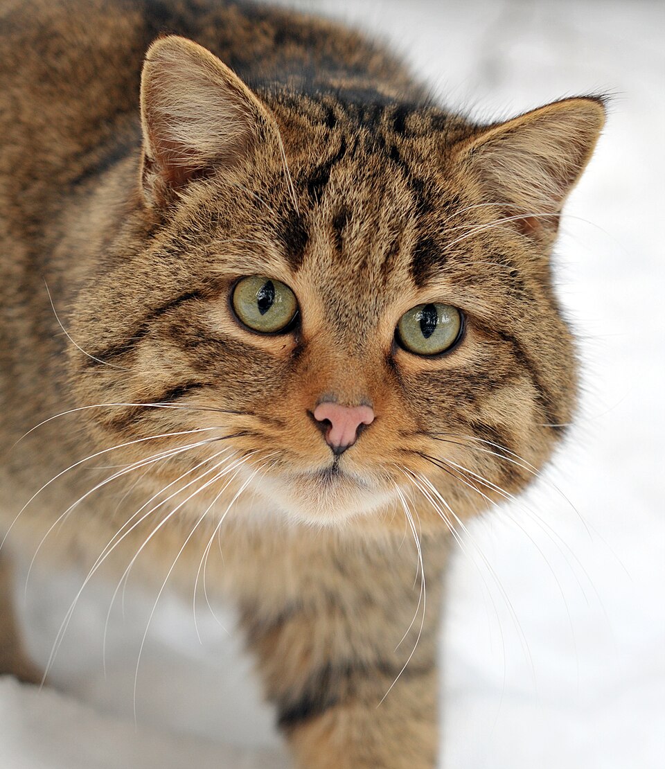 Fayl:Felis silvestris silvestris.jpg