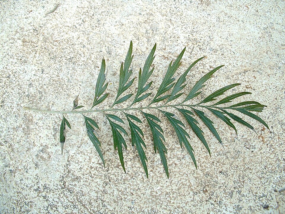 Fayl:Grevillea robusta leaf 01.jpg