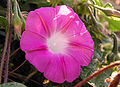 Pushti I. purpurea
