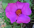 Portulaca grandifloraning an'anaviy braziliya turi