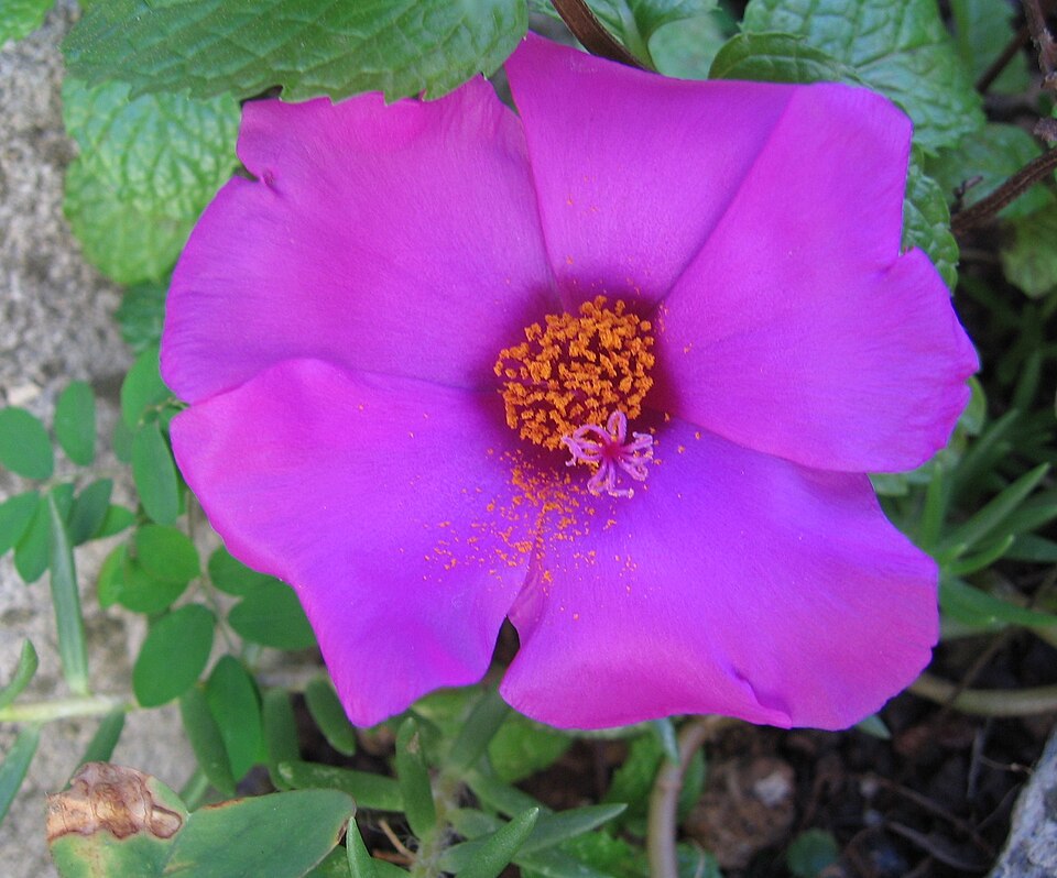 Fayl:Portulaca.jpg