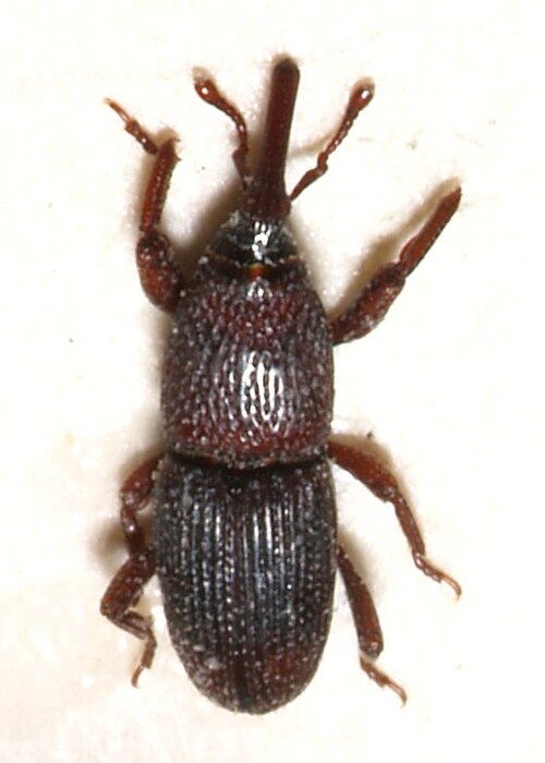 Fayl:Sitophilus.granarius.jpg