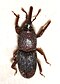 Dryophthorinae