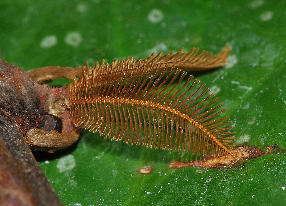 Fayl:Attacus atlas qtl4.jpg