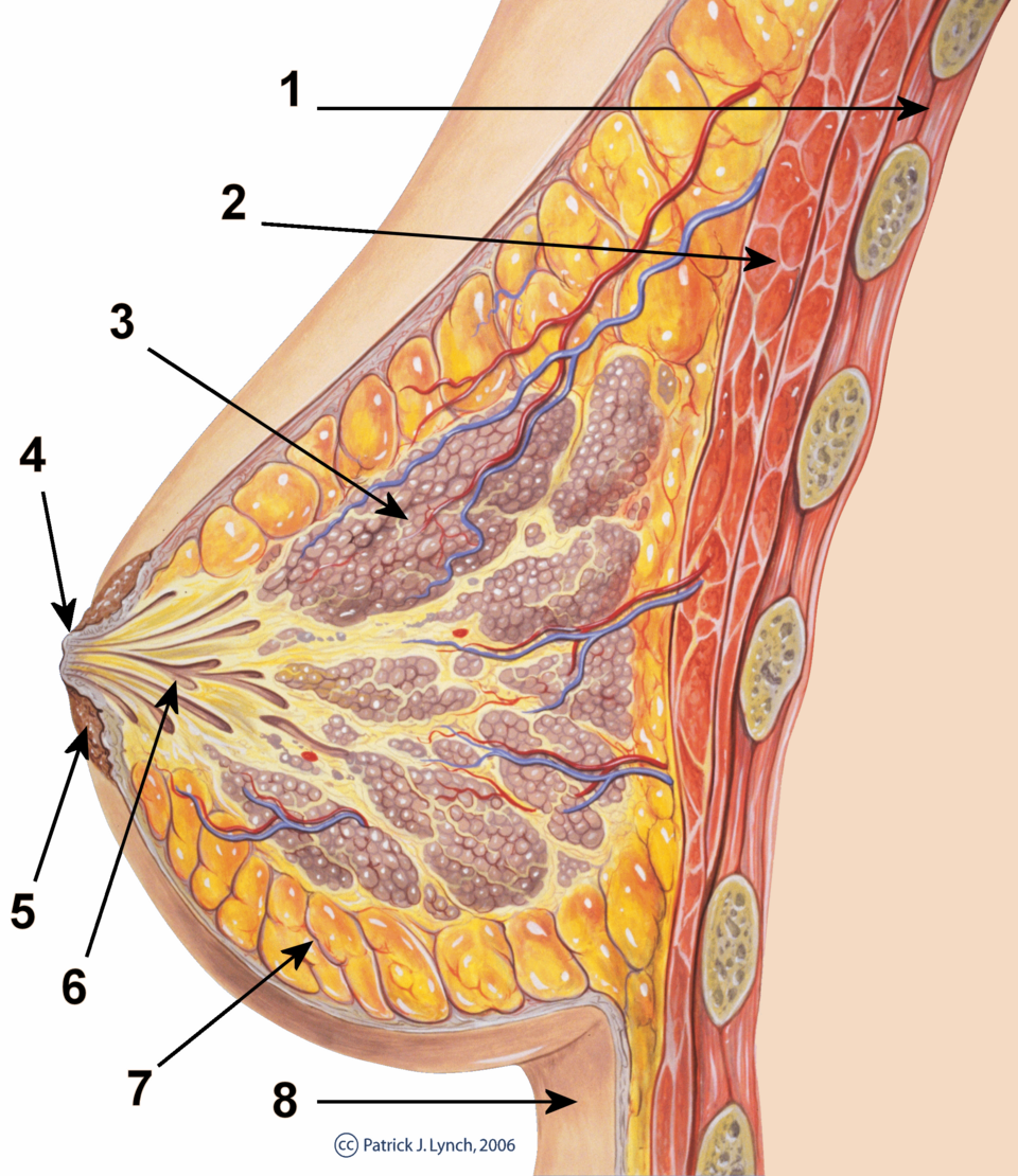 Fayl:Breast anatomy normal scheme.png
