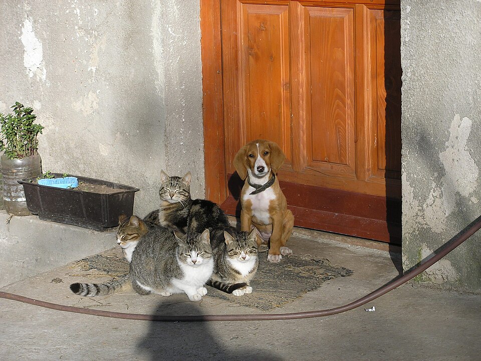 Fayl:Cats and dog.JPG