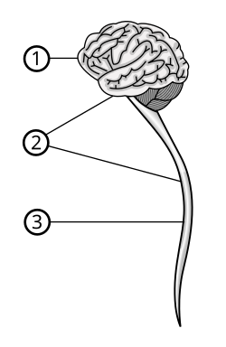 Fayl:Central nervous system.svg