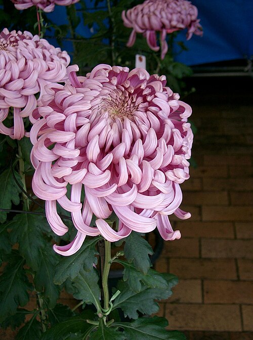 Fayl:Chrysanthemum morifolium cv2.jpg