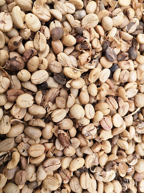 Fayl:Fermented coffee beans.jpg