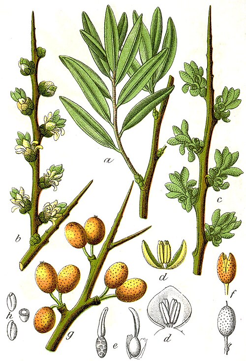 Fayl:Hippophae rhamnoides Sturm41.jpg