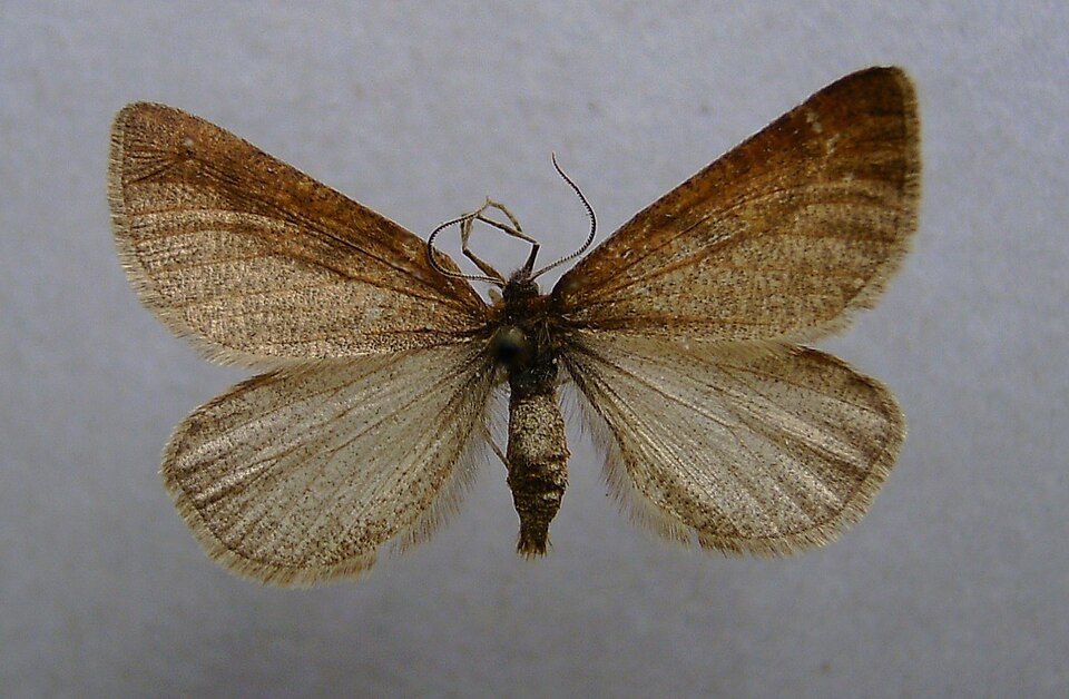 Fayl:Lignyoptera fumidaria.JPG