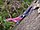 Agamidae