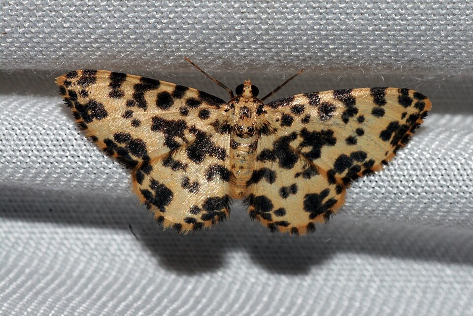 Fayl:Monocerotesa proximesta (Geometridae Annominae Boarmiini).jpg