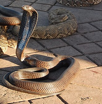 Egyptian Cobra „Ouraeus“