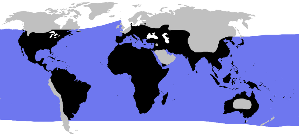 Fayl:World.distribution.testudines.1.png